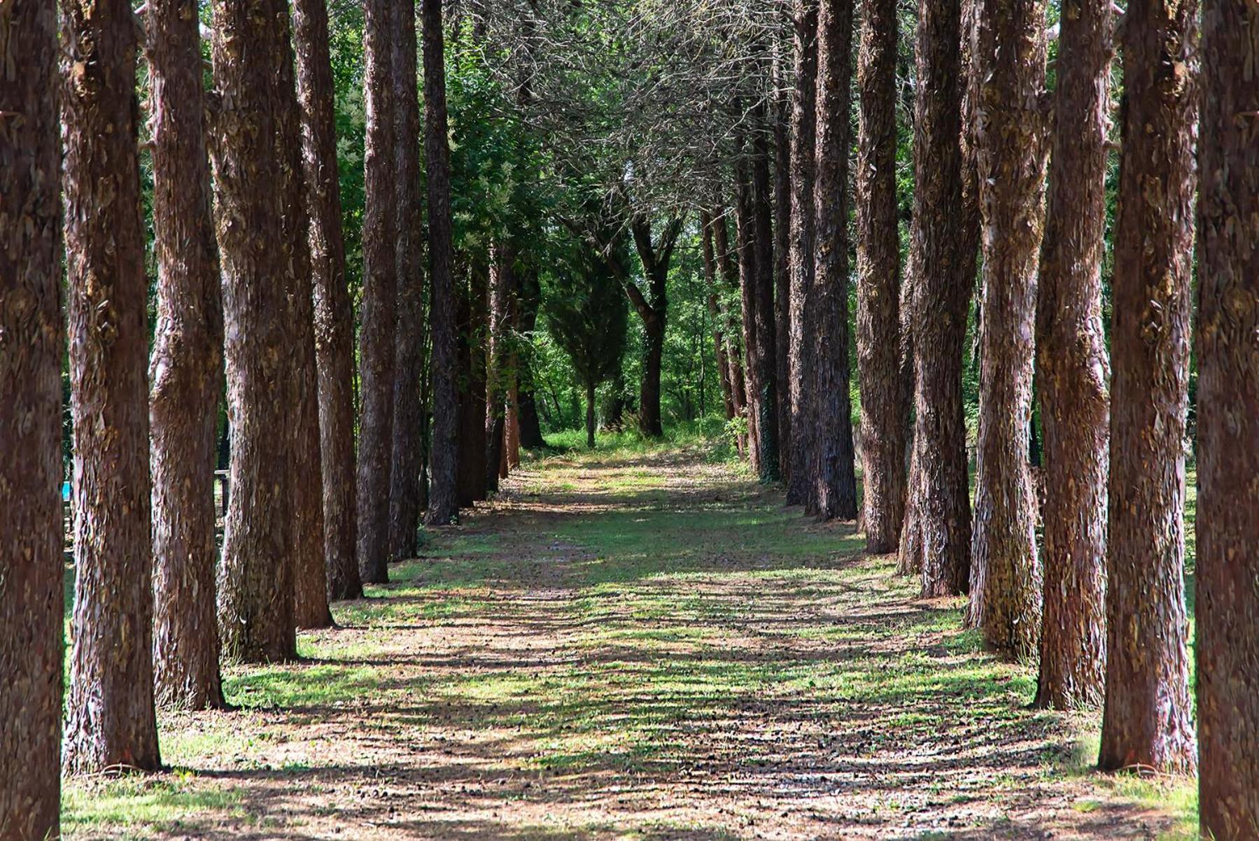 Agriturismo Villa Alari Cetona Eksteriør billede